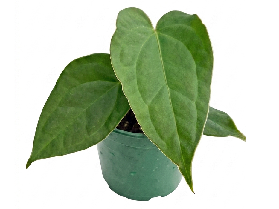 Anthurium crystallinum x Anthurium Sparkling River