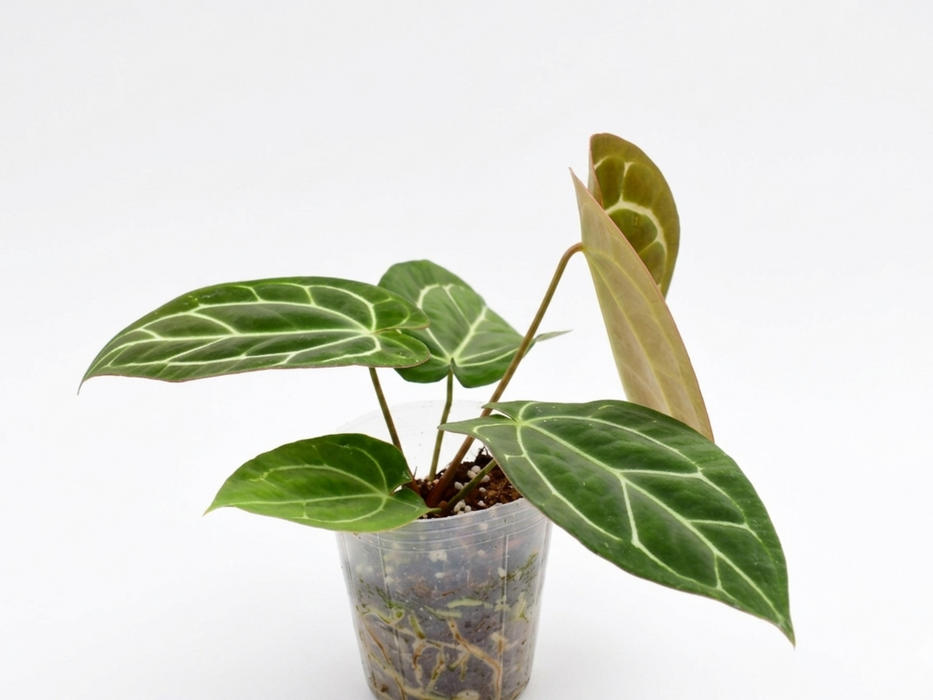 Anthurium crystallinum x Anthurium carlablackiae