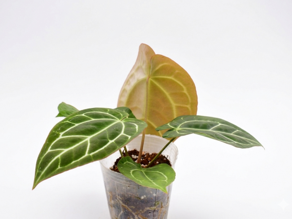 Anthurium crystallinum x Anthurium carlablackiae