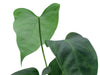 Anthurium Crazy Crystal (rec.)