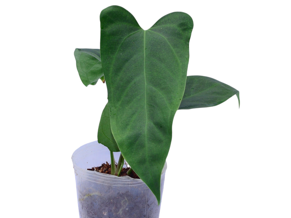 Anthurium Crazy Crystal (rec.)