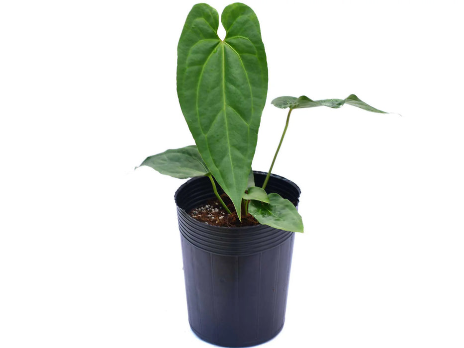 Anthurium Crystal's Black Leaves