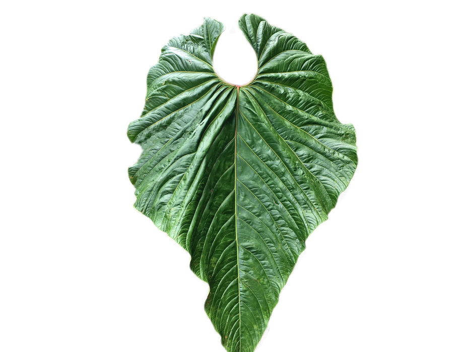 Anthurium cupulispathum (Big)
