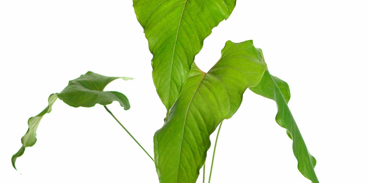 anthurium upalaense Anthurium cupulispathum