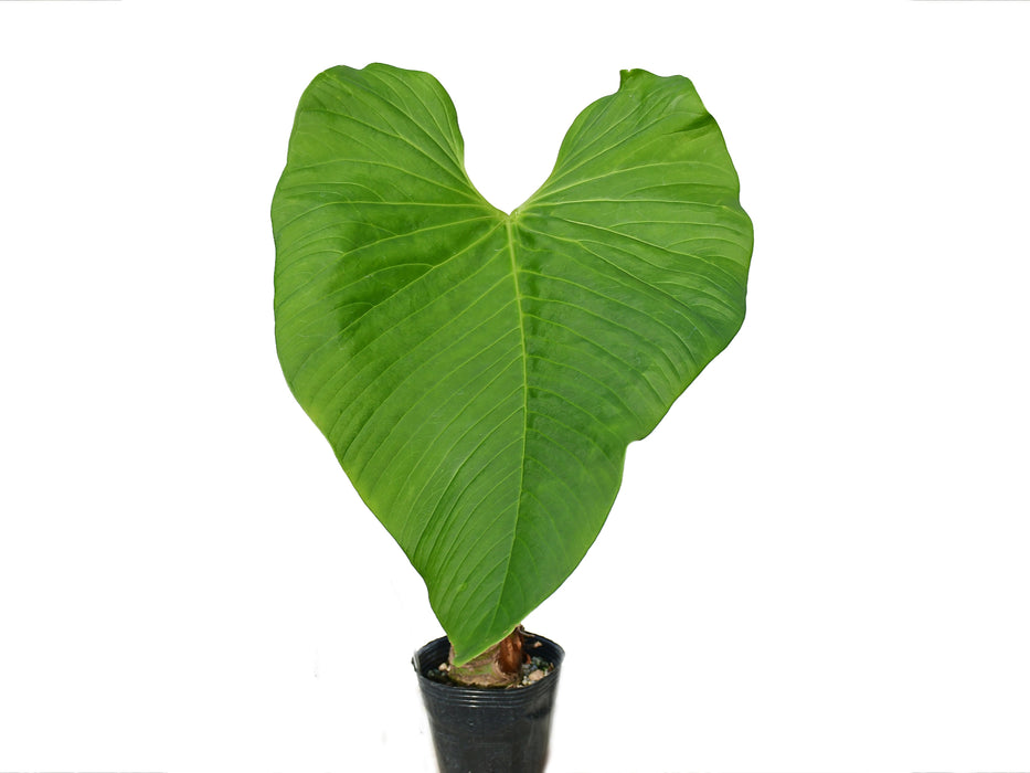 anthurium cupulispathum Anthurium cupulispathum green
