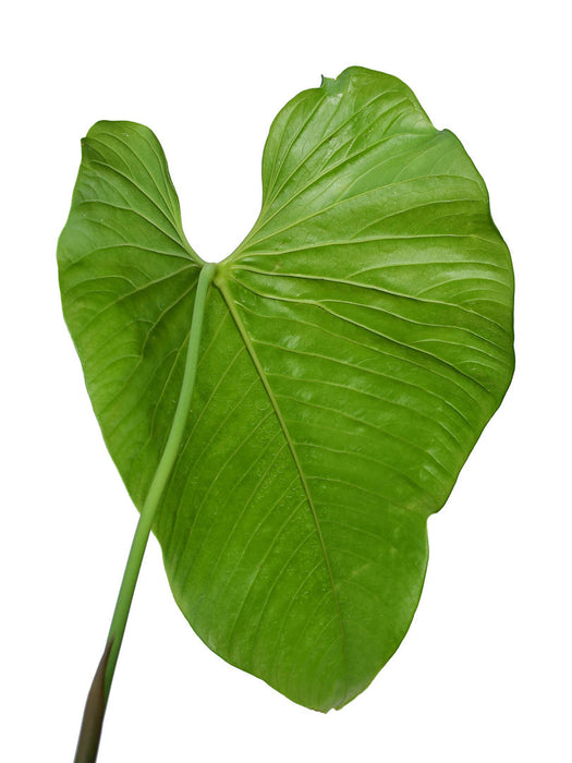 Anthurium cupulispathum 'Green Sinus'