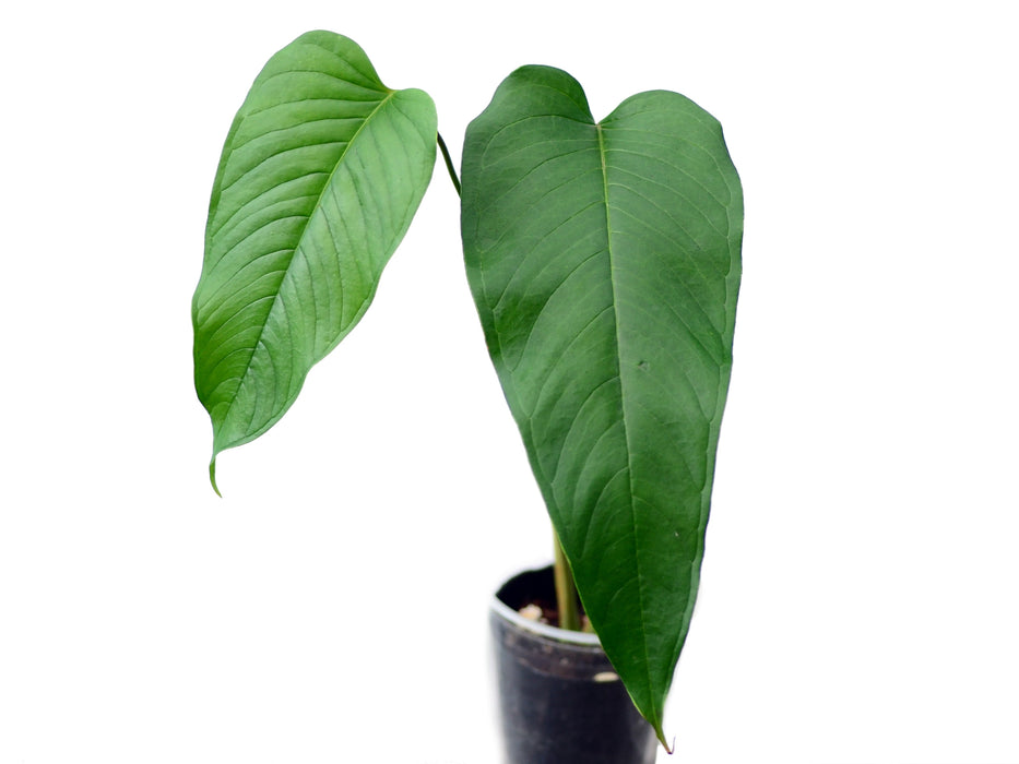 Anthurium cuspidatum