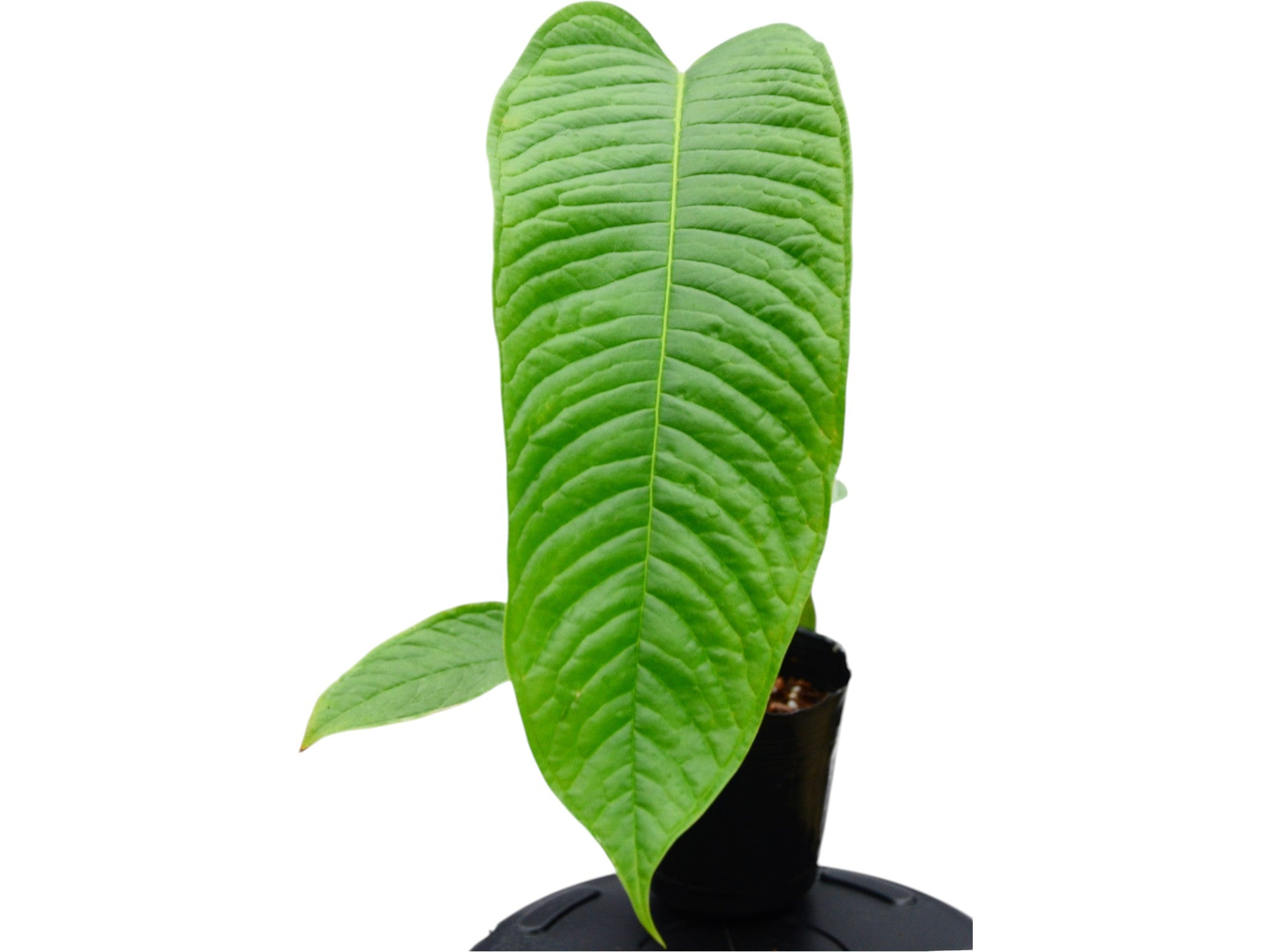 Anthurium cuspidatum Amazonas - Large Ribbed Heart Leaves