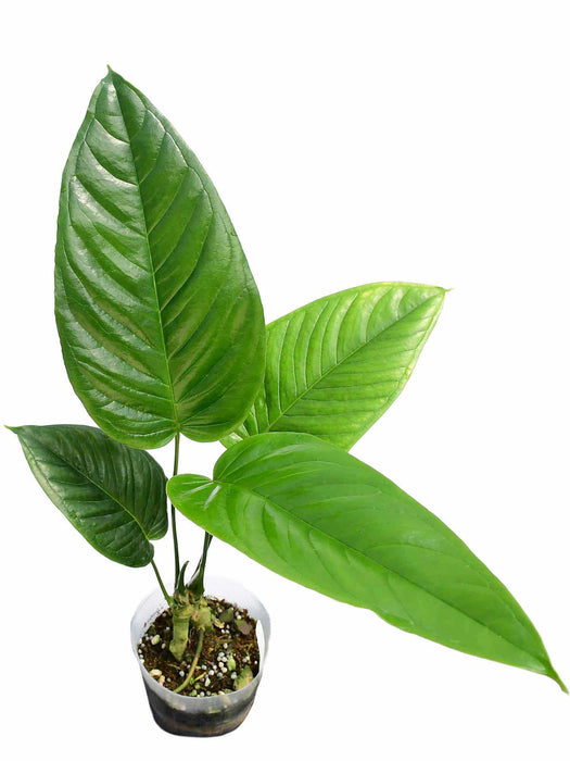 Anthurium cuspidatum Ecuagenera