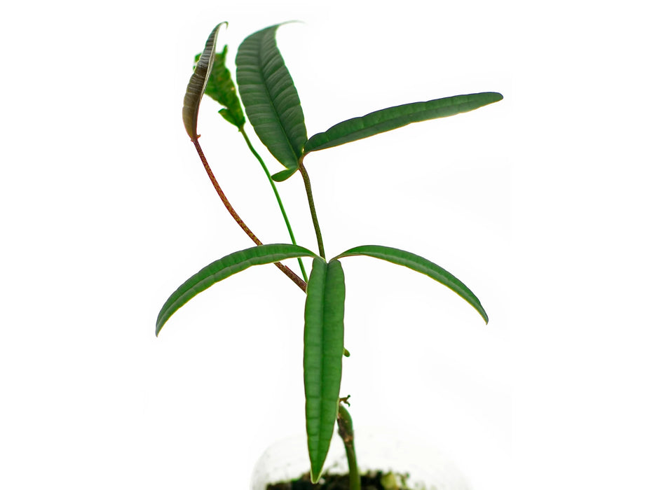 anthurium cutucuense Anthurium cutucuense - Long Strap-Shaped Leaves