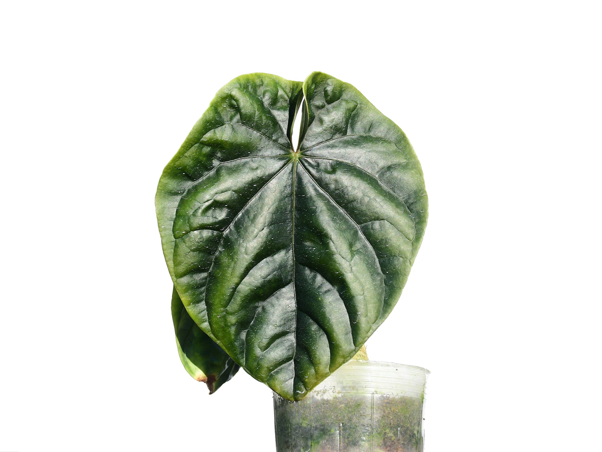 Anthurium debile