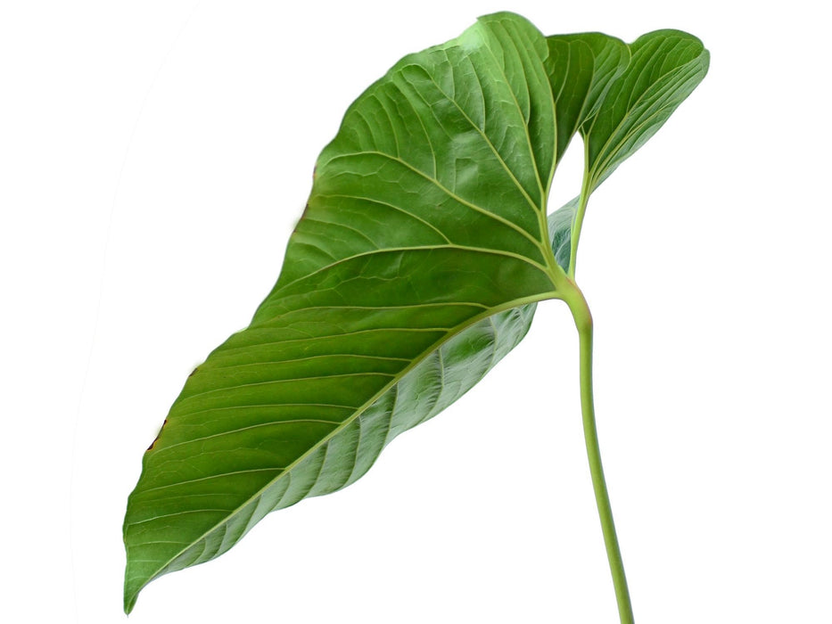 anthurium decipiens for sale Anthurium decipiens