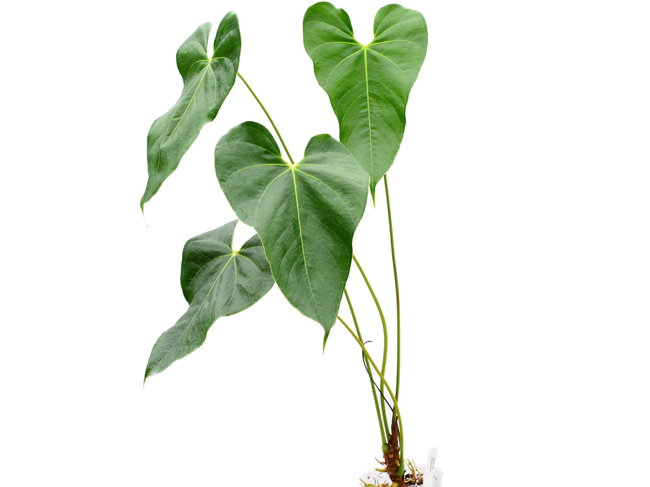 Anthurium decipiens cf