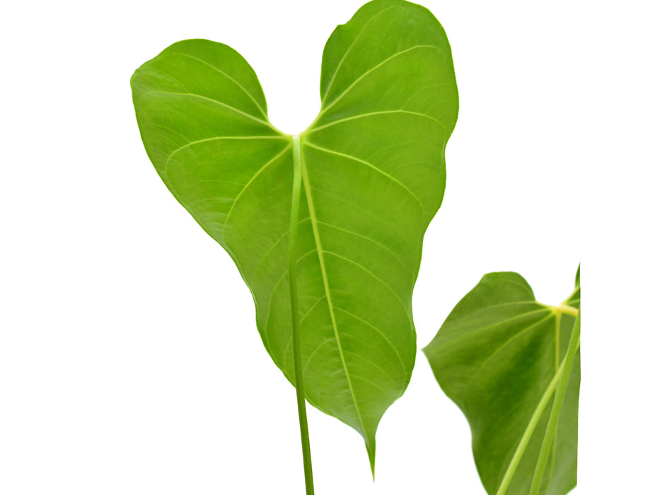 Anthurium decipiens cf