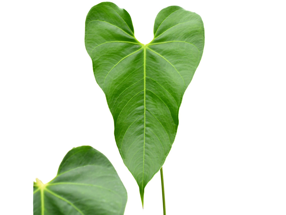 Anthurium decipiens cf