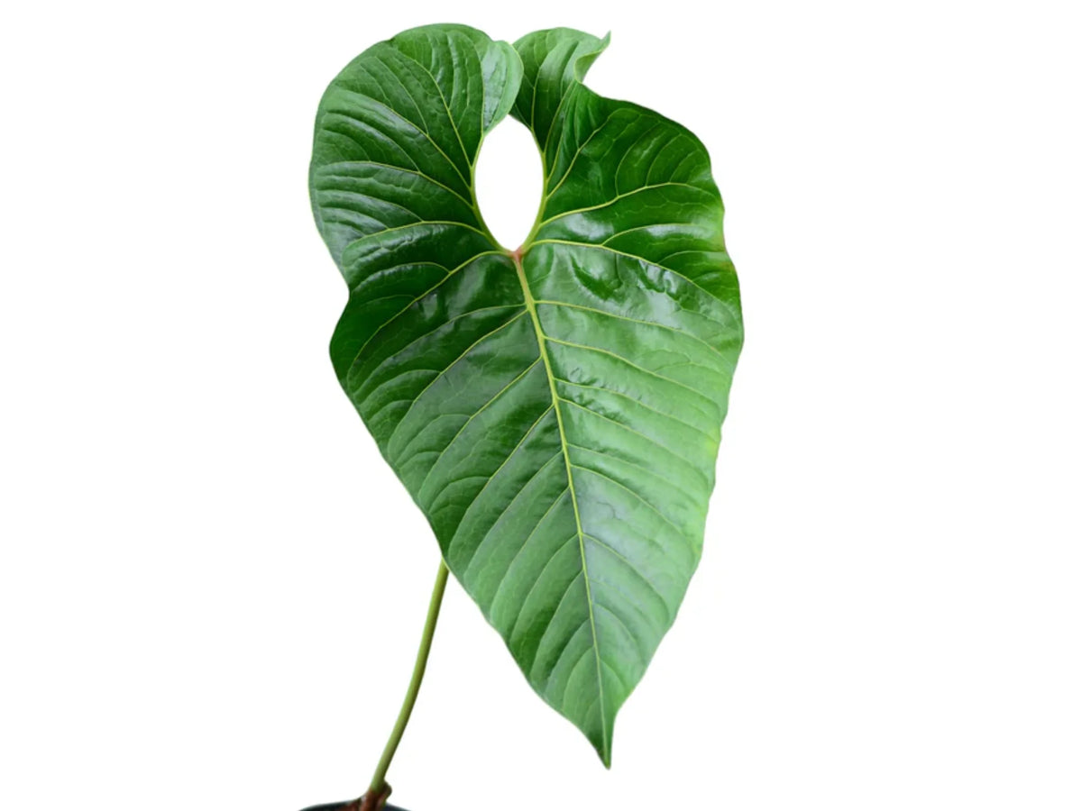 anthurium decipiens care Anthurium decipiens