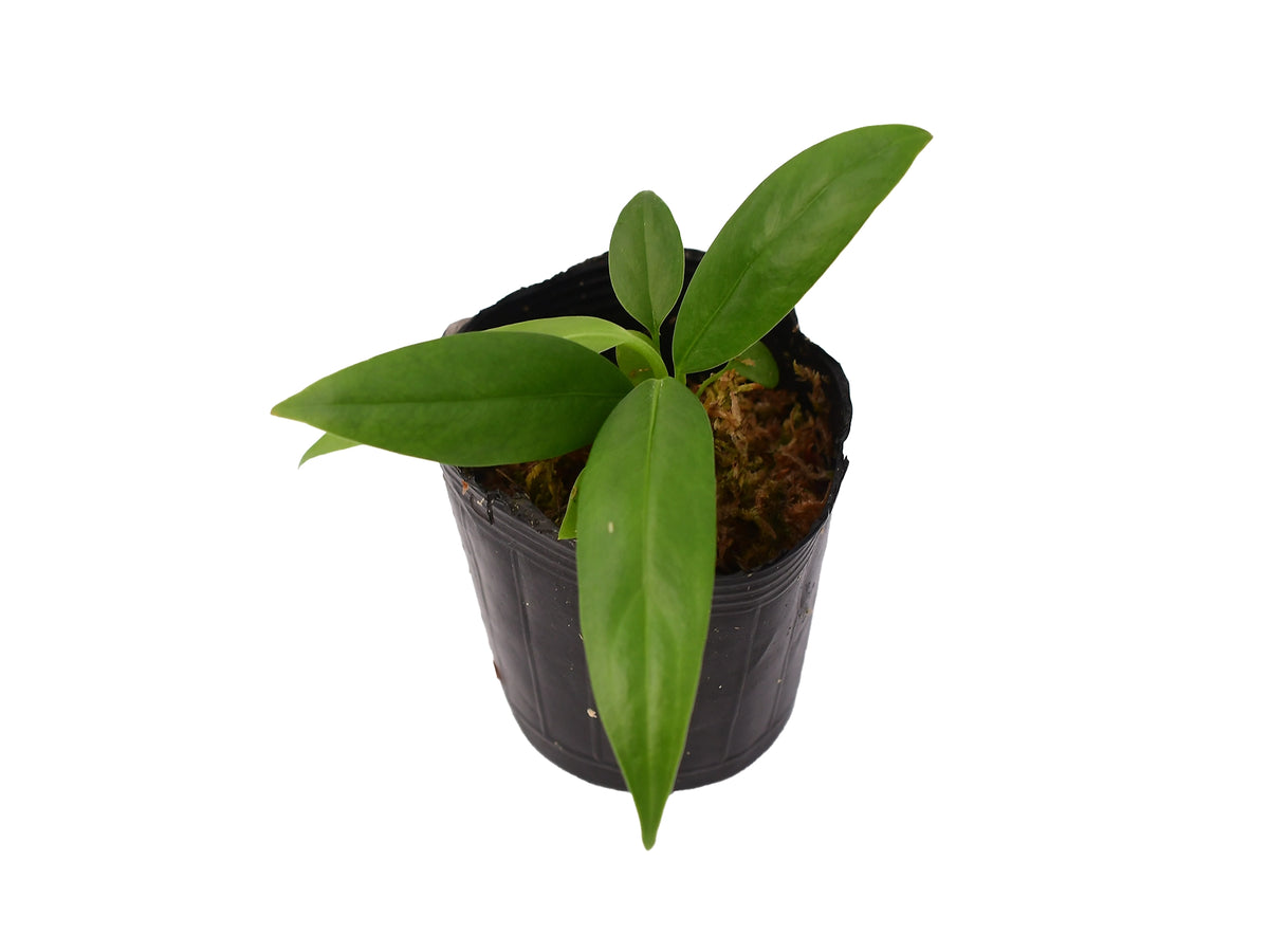 anthurium decurrens Anthurium decurrens (seedling)