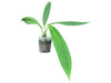 Anthurium decurrens