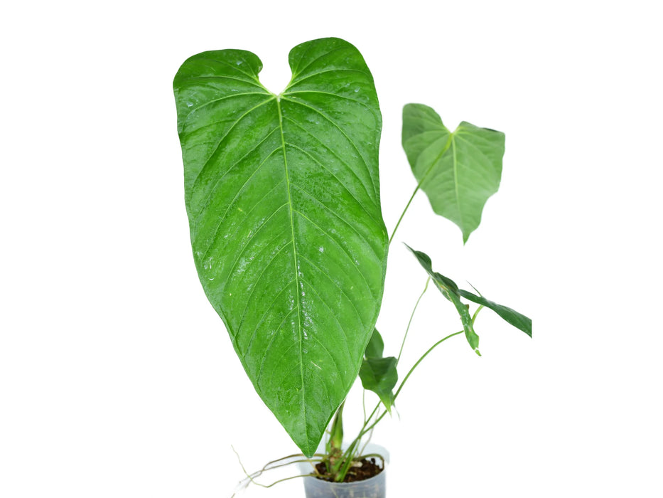 anthurium dolichostachyum Anthurium dolichostachyum #2452