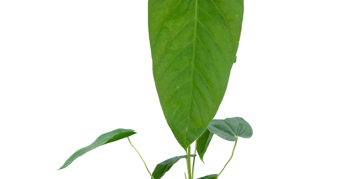 anthurium dussi Anthurium dolichostachyum #2452