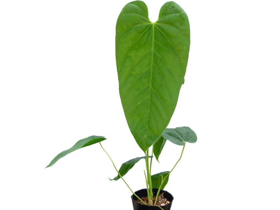anthurium splitting Anthurium dolichostachyum — Ecuagenera USA Corp