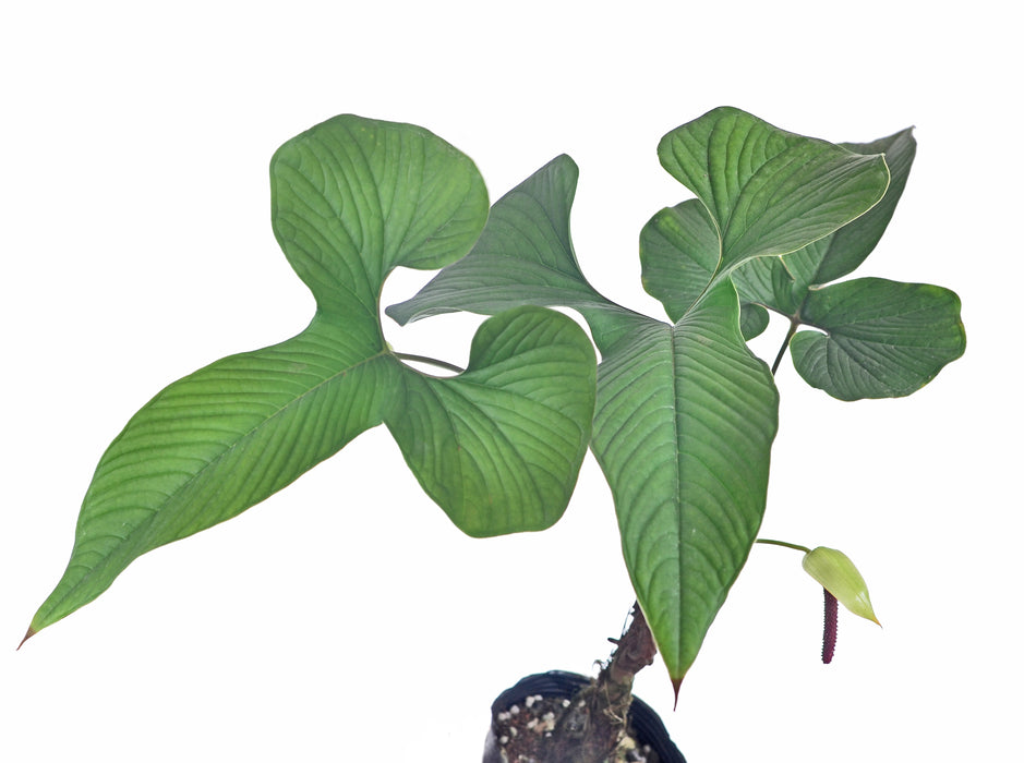 Anthurium draconopterum