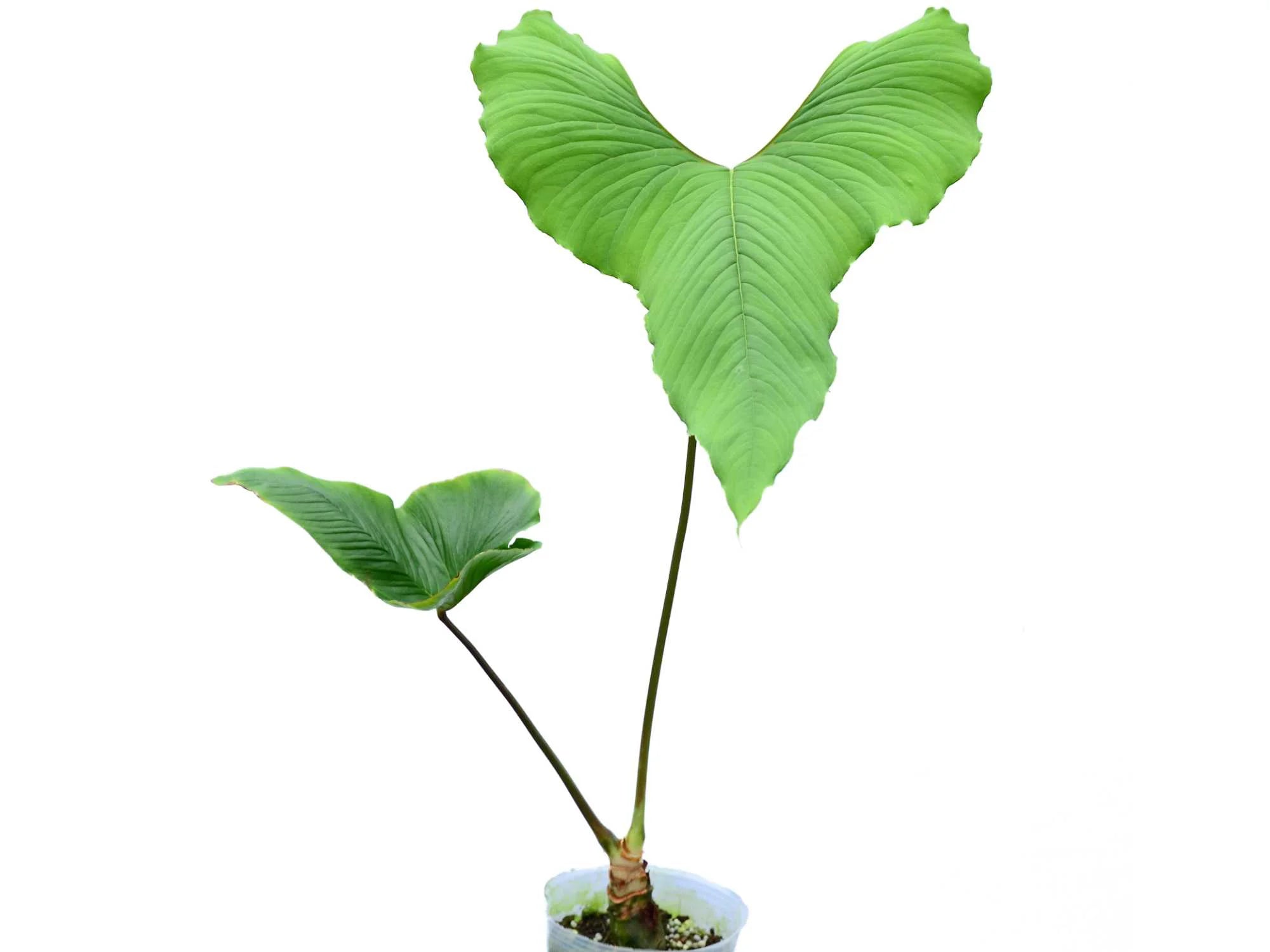 anthurium draconopterum Anthurium draconopterum 'Camaniense'