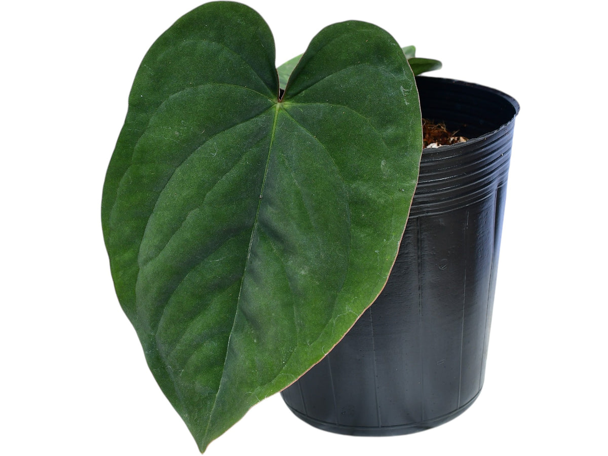 anthurium dresleri Anthurium dressleri - Panama Anthurium Species