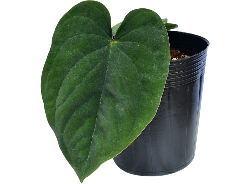 Anthurium dressleri