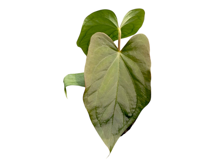 Anthurium dressleri 'Progeny'