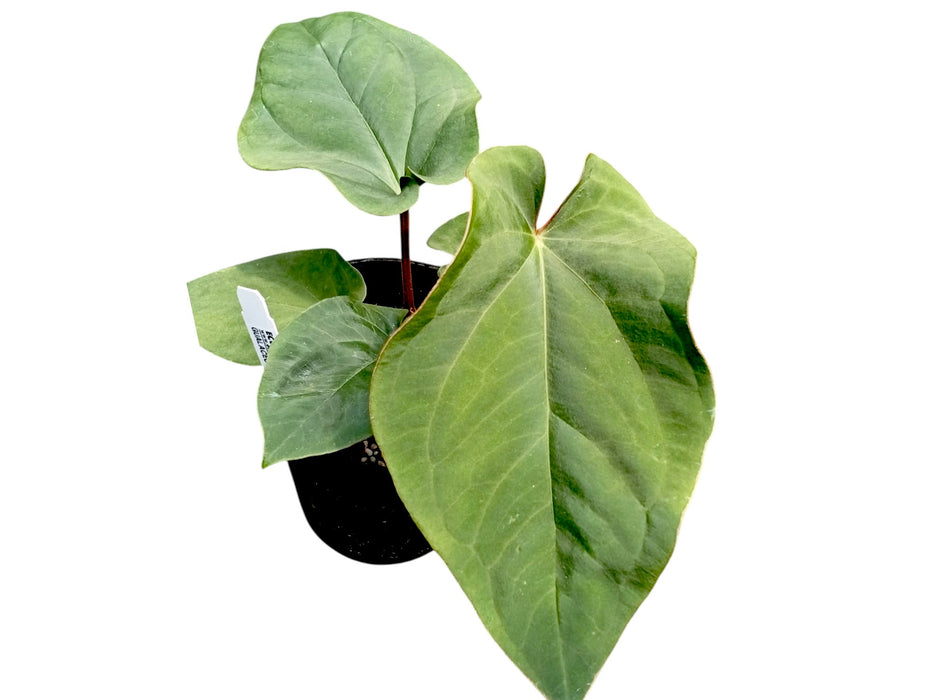 Anthurium dressleri 'Progeny'