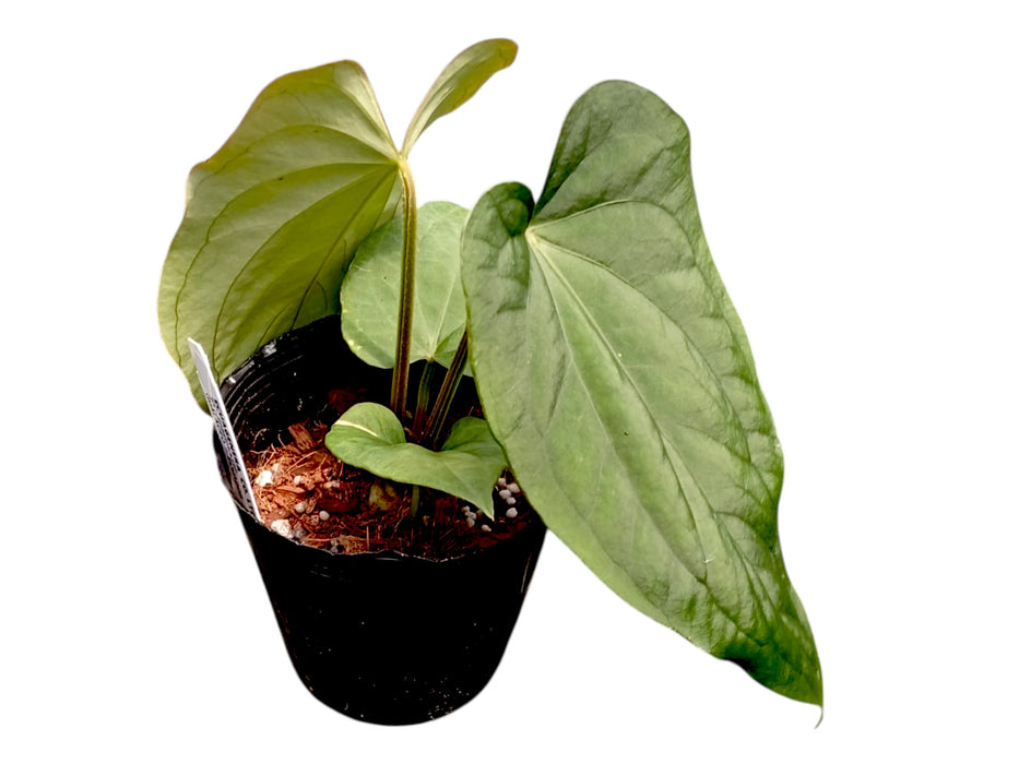 Anthurium dressleri 'Progeny'