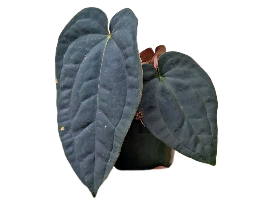 Anthurium dressleri x Anthurium Black Diamond