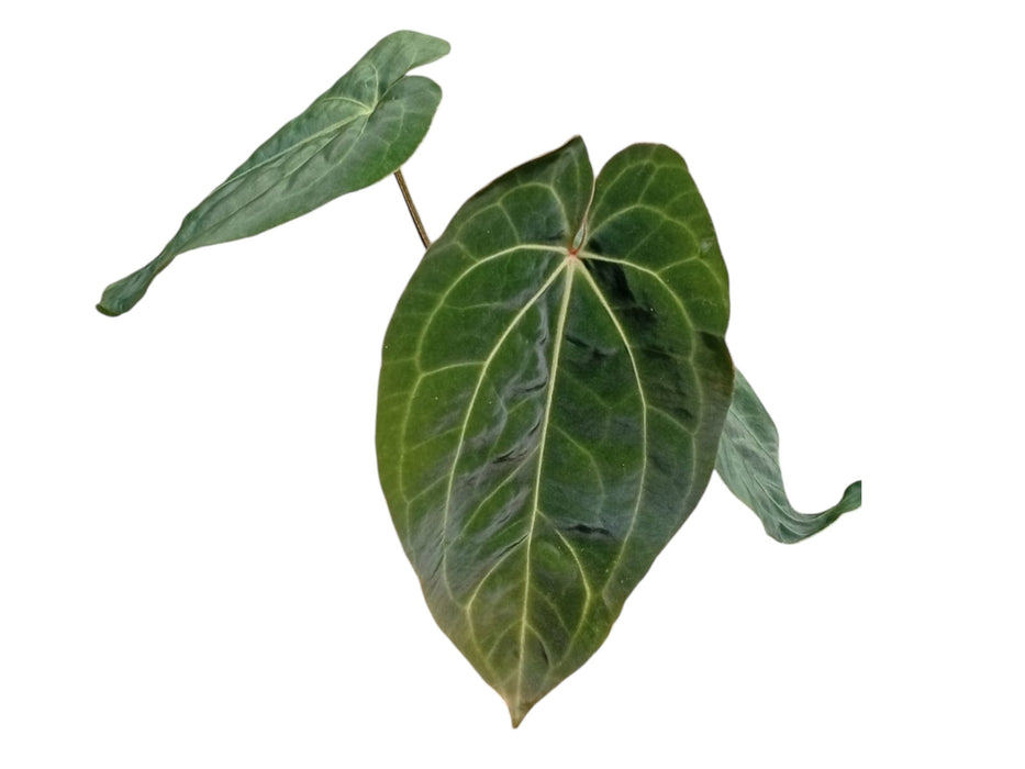 Anthurium dressleri x Anthurium Ecuagenera Jewel
