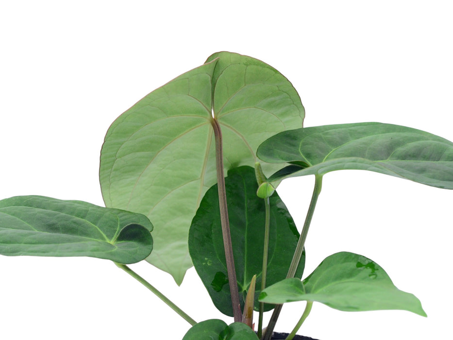 Anthurium Silver Bob