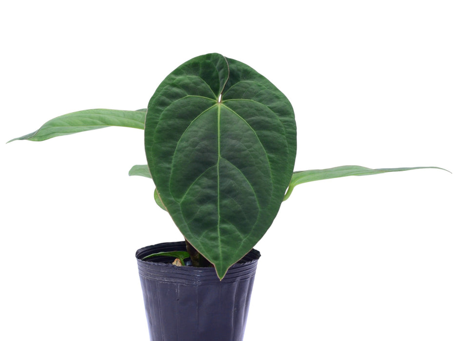 Anthurium Silver Bob