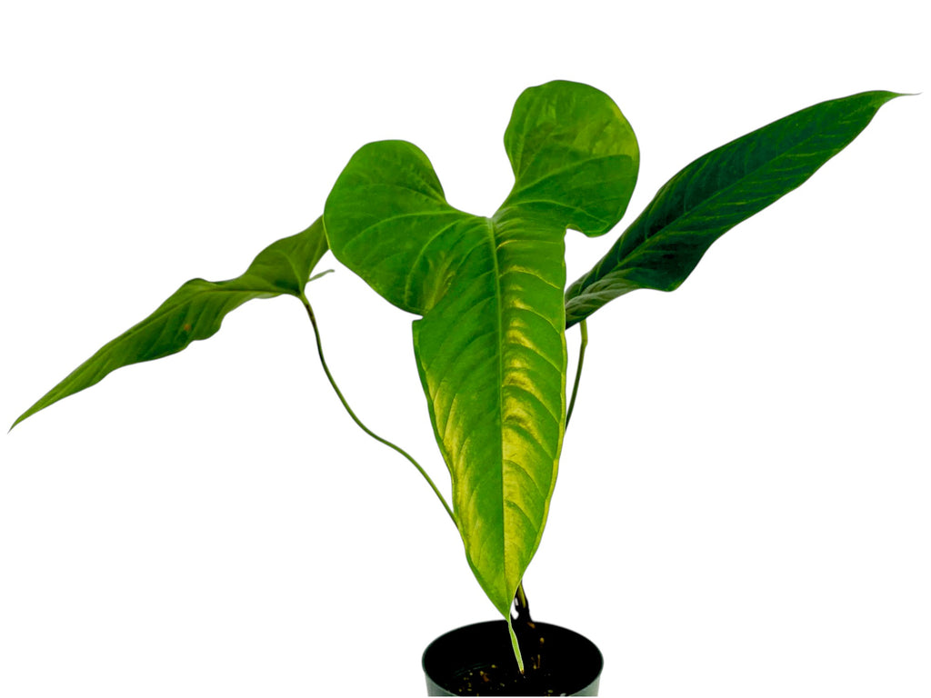 anthurium effusispathum Anthurium effusilobum — Ecuagenera USA Corp