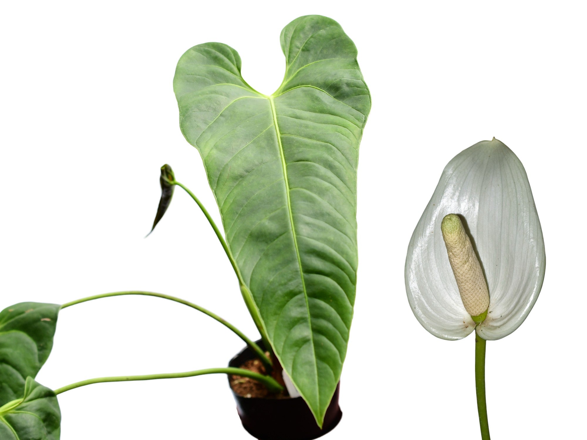 Anthurium effusispathum — Ecuagenera USA Corp