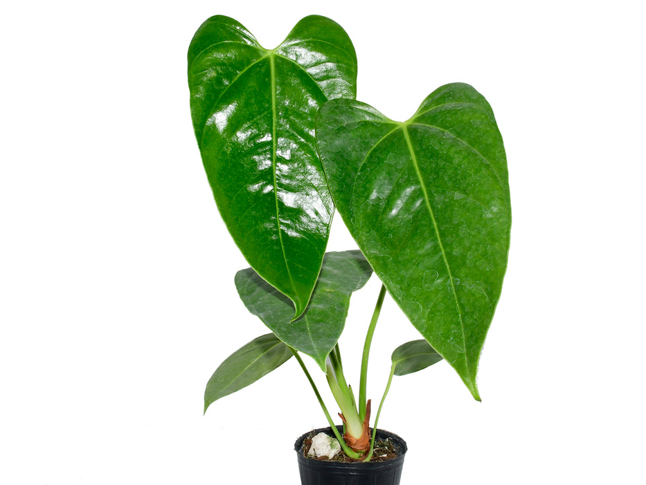Anthurium effusispathum (seedling)
