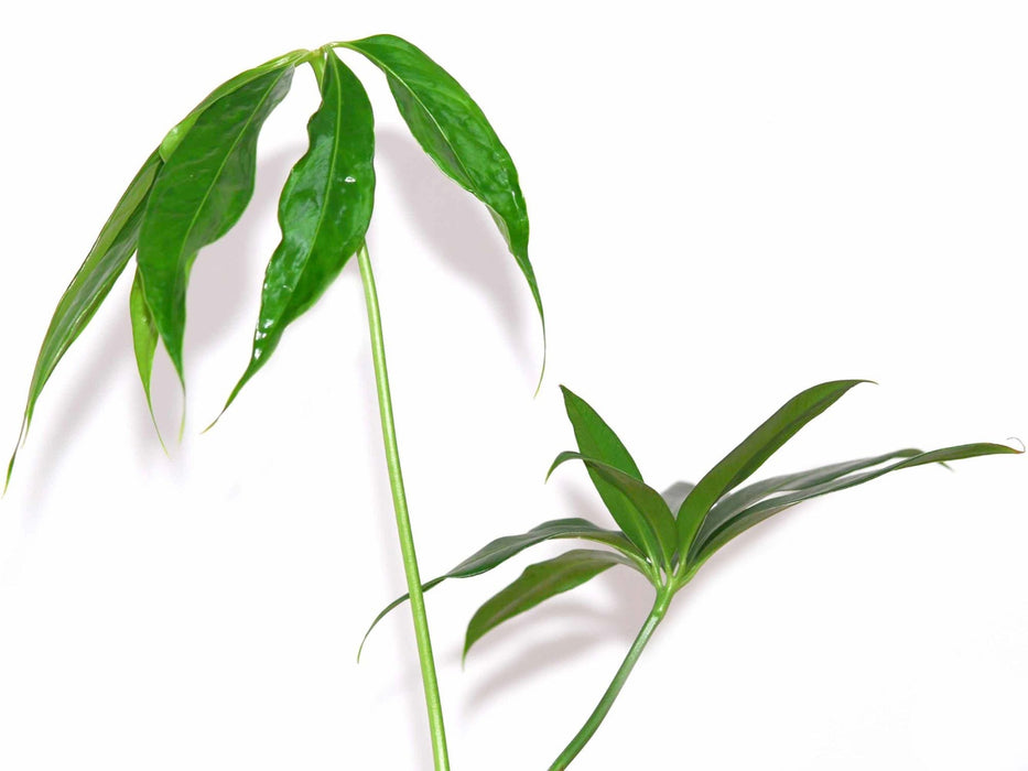 その他観葉植物 anthurium eminens Anthurium aff. eminens | M・R・G・R