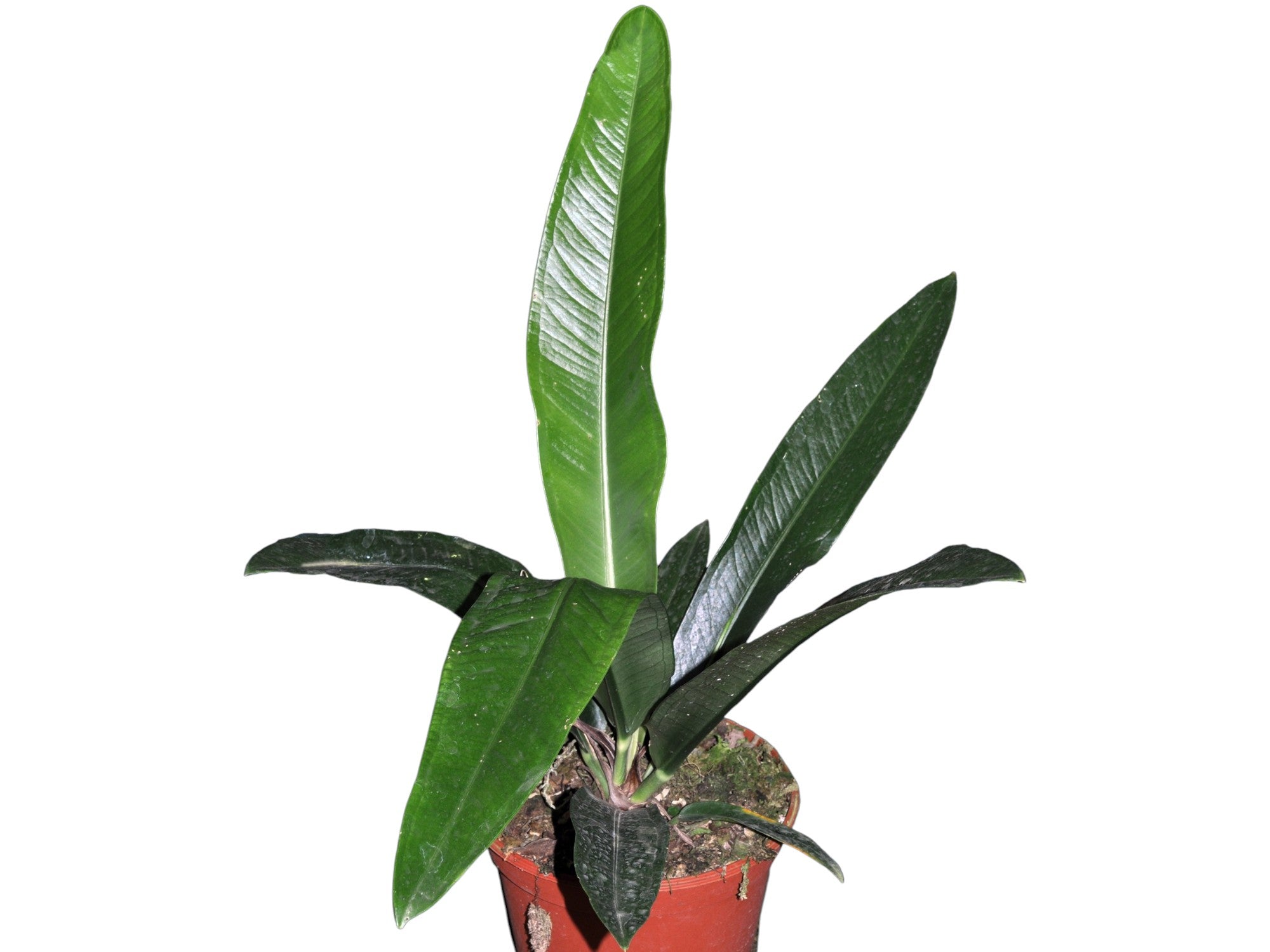 Anthurium ernestii — Ecuagenera USA Corp