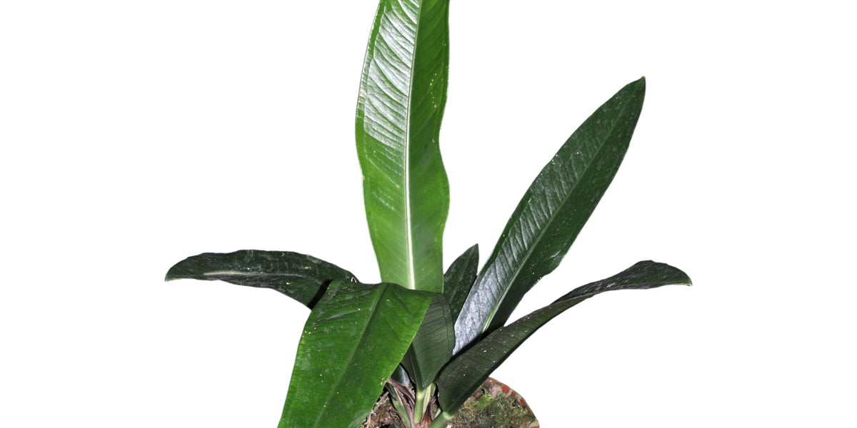 Anthurium ernestii — Ecuagenera USA Corp