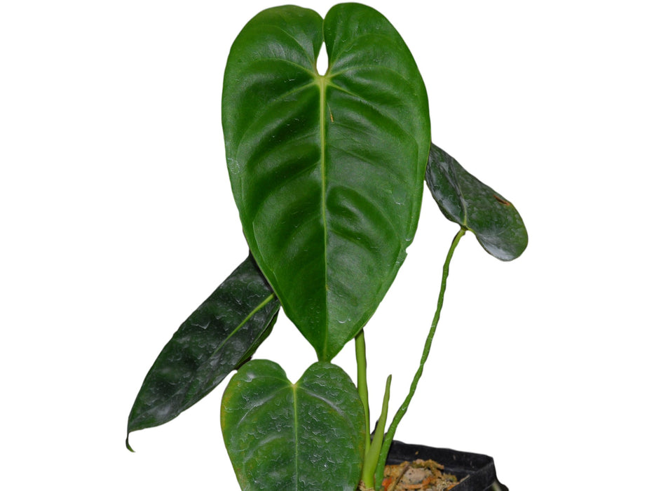 anthurium esmeraldense Anthurium esmeraldense (medium)