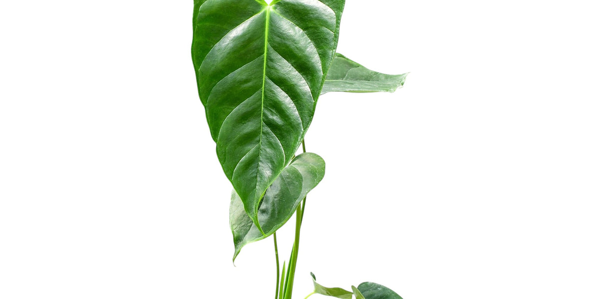 Anthurium esmeraldense (seedling) — Ecuagenera USA Corp