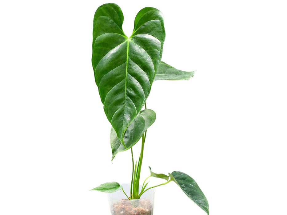 Anthurium esmeraldense (seedling)