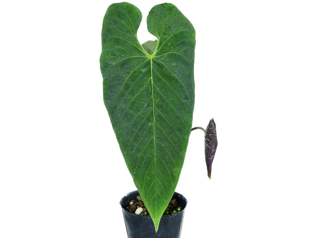 anthurium ecuadorensis Anthurium exstipulatum