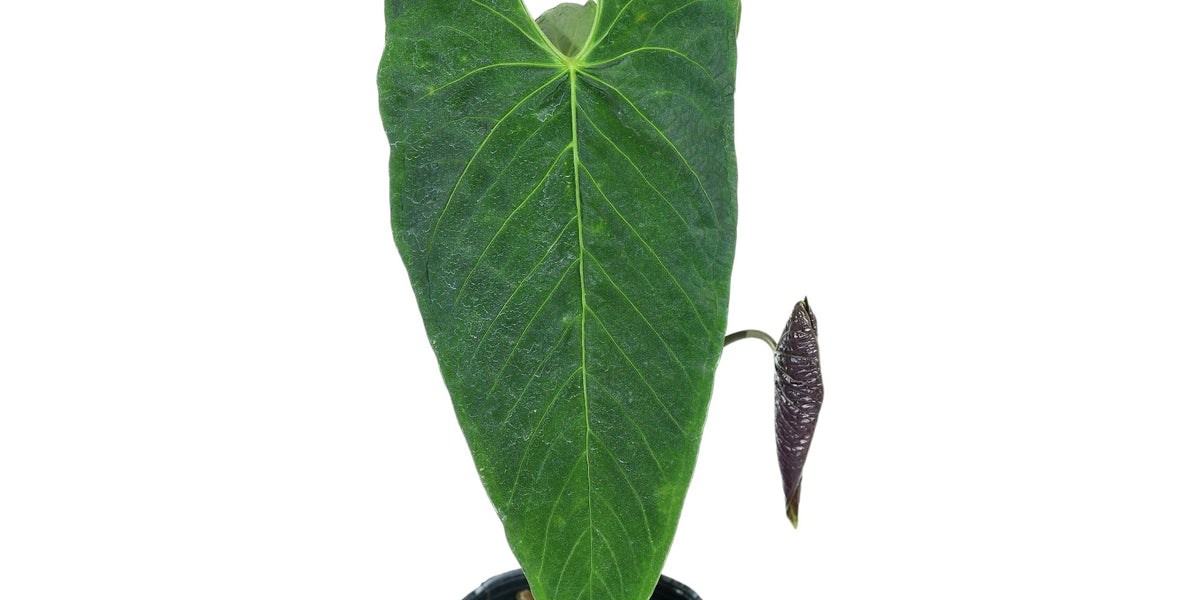 Anthurium exstipulatum — Ecuagenera USA Corp