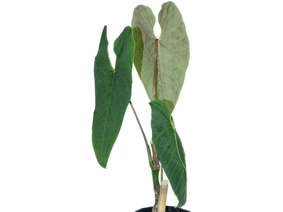 anthurium atropurpureum Anthurium exstipulatum — Ecuagenera USA Corp