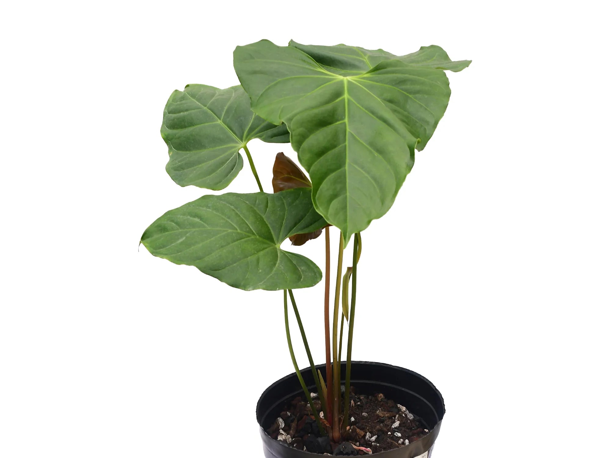 anthurium magnificent girl Anthurium Magnificent Flintstone — Ecuagenera USA Corp
