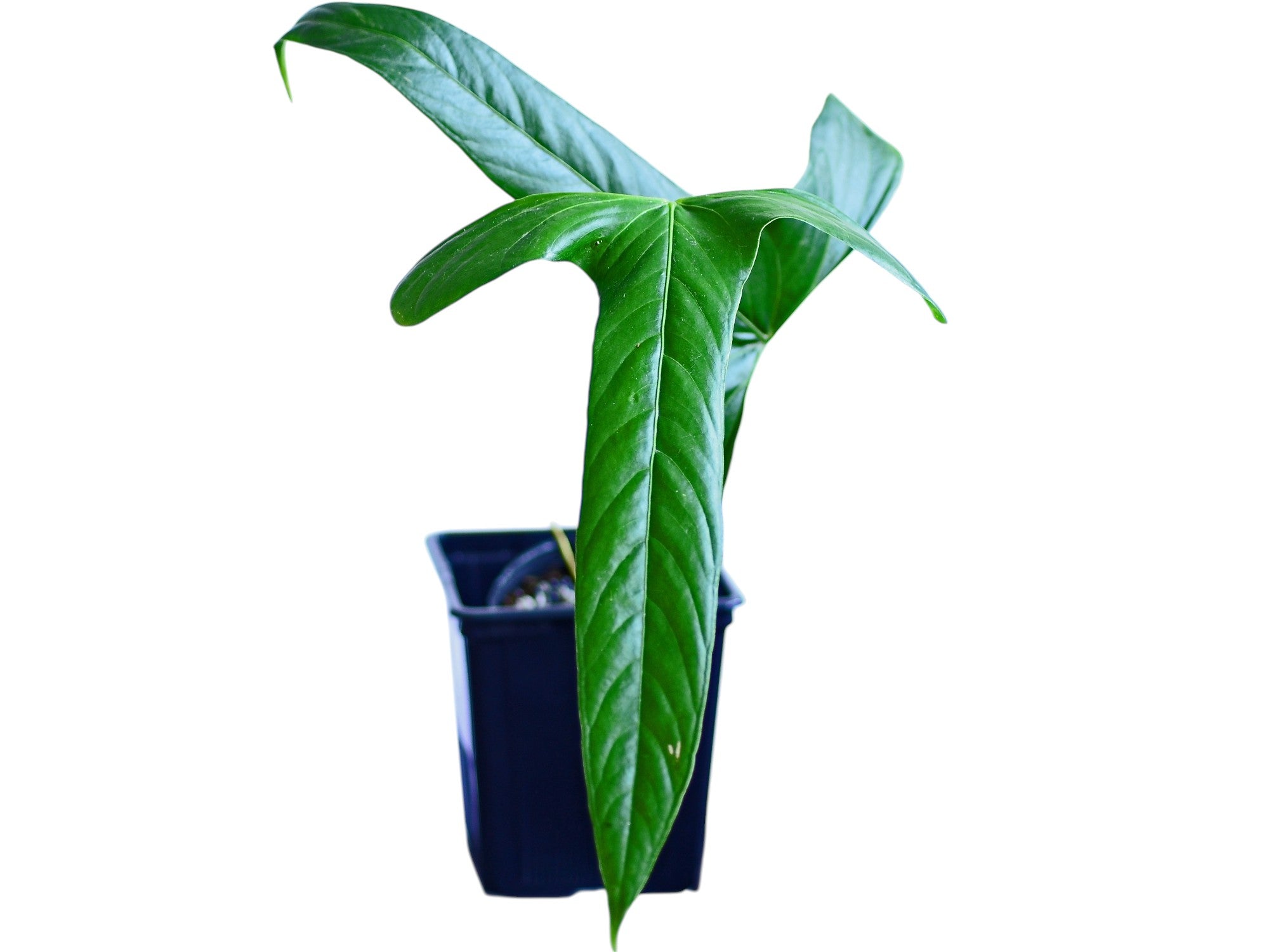 philodendron falcatum Anthurium falcatum Ecuagenera